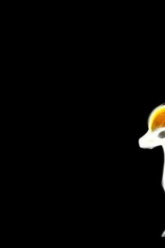 Pokemon Ponyta