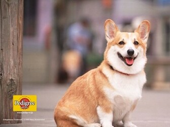 Funny Animals Pictures Pembroke Welsh Corgi Wallpaper Re