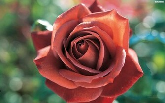 Red Rose Wallpaper Photo Desktop