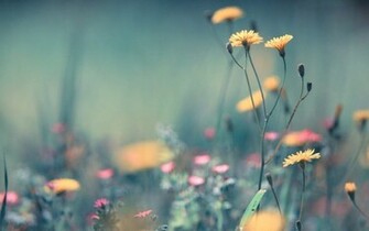 Beautiful Flower Close Up Wallpaper