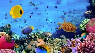 Coral Reef Wallpaper HD Afterprom Painting