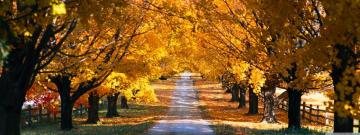 Tree Tunnel Road Autumn Ultra HD Desktop Background Wallpaper For
