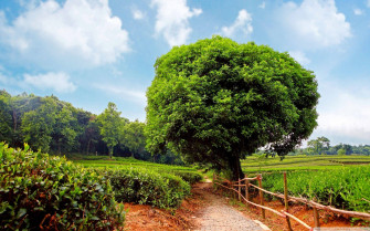 Tea Garden Wallpaper