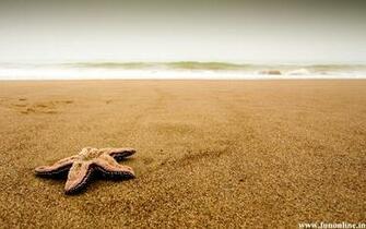 Attractive Sea Star Or Starfish Wallpaper Amazing At Beach