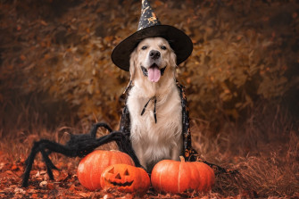 Things Our Secret Nyc Video Producer Dan Loves About Fall In