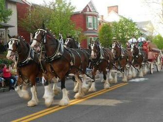 Budweiser Clydesdale Wallpaper Image Pictures Becuo