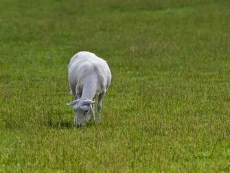 Where Is Wallpaper Sheep