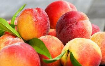 Fresh Peaches Fruit Wallpaper