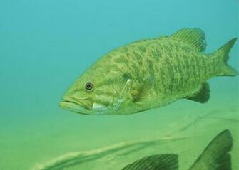 Small Mouth Bass Pictures Information Wallpaper Photos