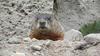Groundhog Wallpaper