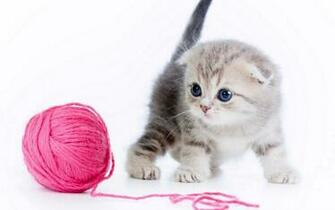 Cute Cat Mac Wallpaper