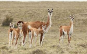 Wallpaper HD Llama Family Expert
