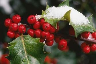 Holly Berries Wallpaper