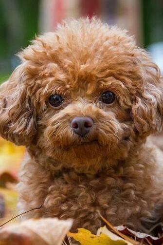 Wallpaper Poodle Dog Puppy Leaves iPhone 4s