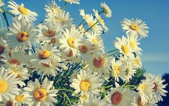 Picture Of A Daisy Flower HD Desktop Wallpaper 4k