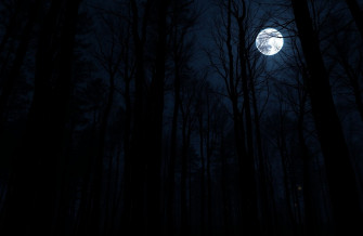 Dark Forest With Moon Wallpaper