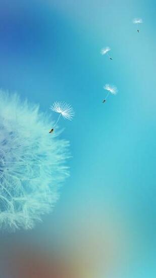 Dandelion Flower Wallpaper Galaxy S7 Edge Jpg