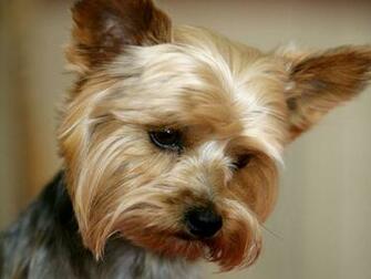 Yorkshire Terrier Dogs Wallpaper