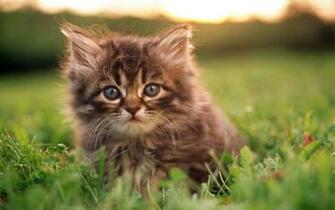Baby Kitten Wallpaper