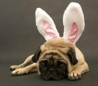 Easter Dog Wallpaper HD