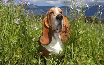 Basset Hound Computer Wallpaper Desktop Background