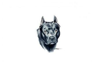 Pitbull Terrier Wallpaper