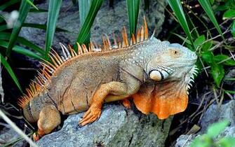 Wallpaper Green Iguana Lizard With Big Spikes On His Back