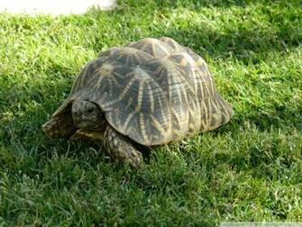 Tortoise Wallpaper
