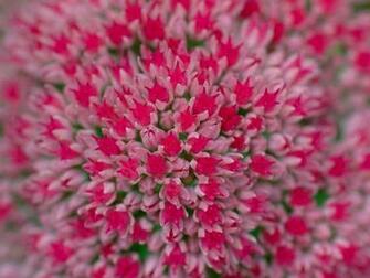 Wallpaper Of Flowers Nature
