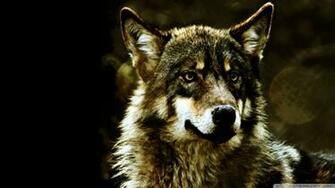Wolf Wallpaper HD Desktop Background