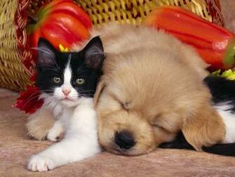 Oh Dea Cat And Dog Wallpaper