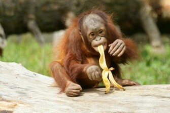 Orangutan
