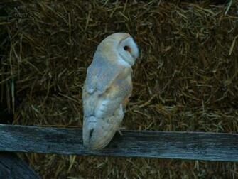Barn Owl