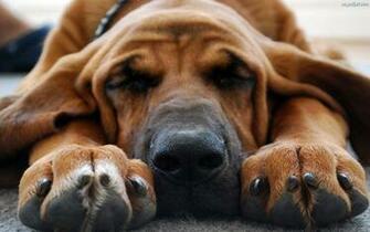 Bloodhound Wallpaper