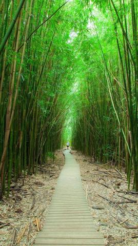 Bamboo Forest Wallpaper For Android Apk