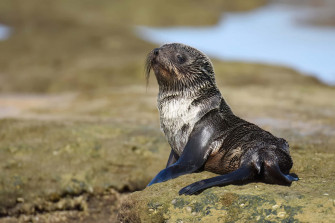 Southern Fur Seal Wallpaper