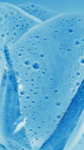 Aqua Rose iPhone 5s Wallpaper