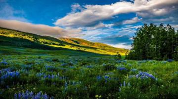 Meadow Wallpaper