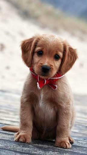 Puppies Live Wallpaper For Android By Happy Inc Appszoom