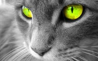 Best Desktop HD Wallpaper Cat