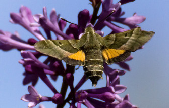 Family Sphingidae Wallpaper