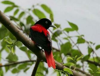 Alt African Animals Of Maroon Oriole Birds Photogallery Border