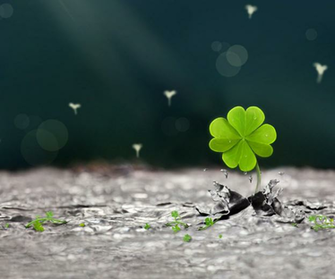 Top Most Beautiful Four Leaf Clover Pics In The World