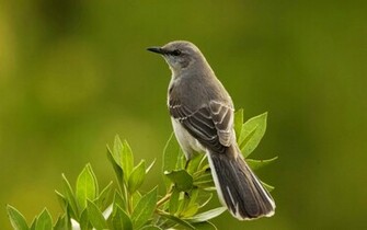 Mockingbird Wallpaper