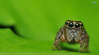 Insects Spiders Wallpaper