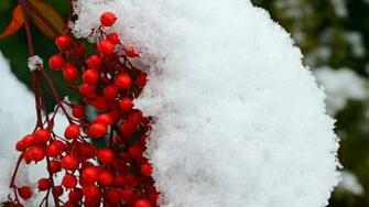 Winter Berry Wallpaper