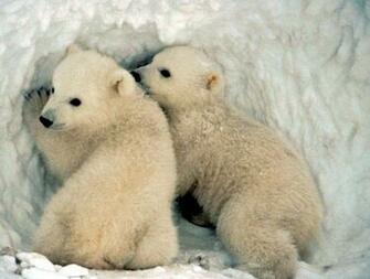 Baby Polar Bear Wallpaper