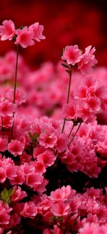Wallpaper For Mobile And Laptop HD Flower Beautiful