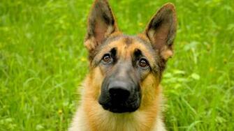 German Shepherd Wallpaper HD