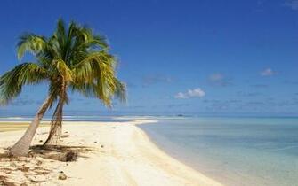 Fakarava Coconut Tree Ghostbsd